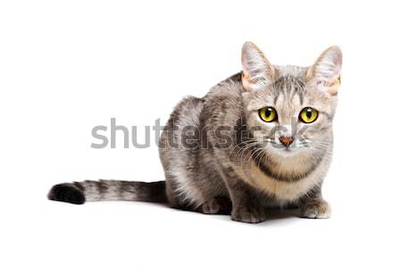 beautiful tabby cat  Stock photo © rozbyshaka