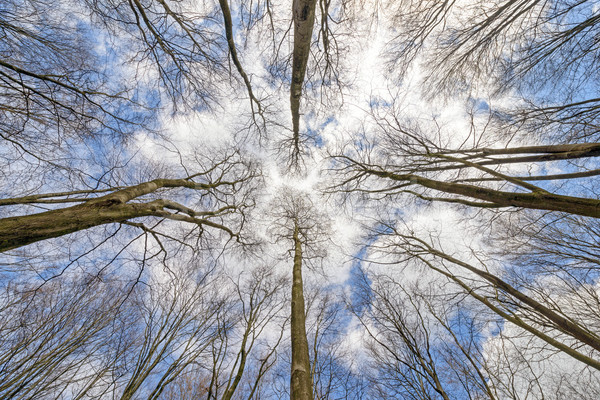 Tornyok széles látószögű fotó felfelé néz lombtalan fák Stock fotó © RTimages