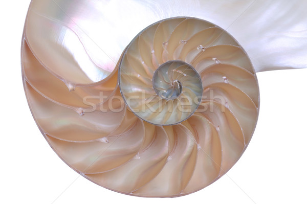 Shell geschnitten weg Abteilung Natur Stock foto © RTimages