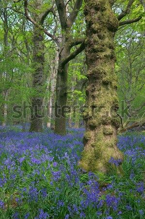 Bluebells and knobbly tree Stock photo © RTimages