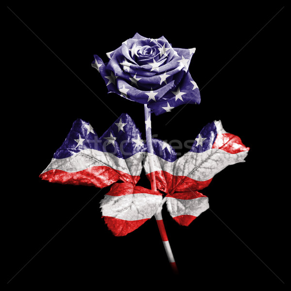 American rose Stock photo © RTimages