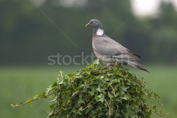 Woodpigeon perched on an Ivy covered post. Stock photo © RTimages