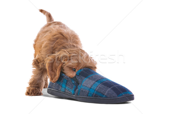Puppy playing with slipper Stock photo © RTimages