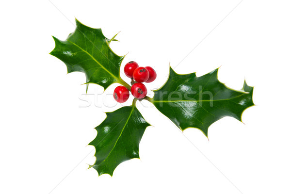 Sprig of holly isolated on white Stock photo © RTimages