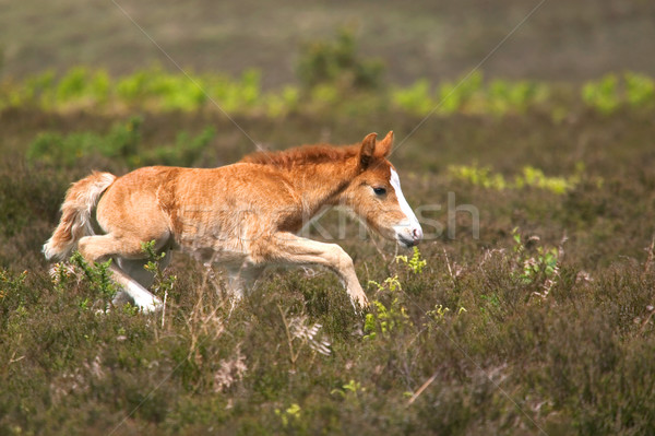 Colt on the run Stock photo © RTimages