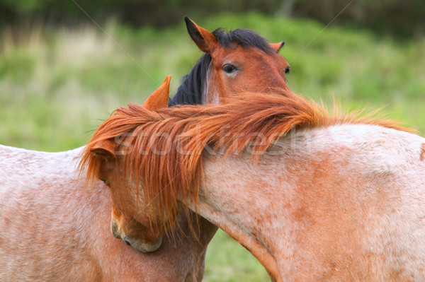 Cheval chuchotement deux sauvage chevaux nettoyage [[stock_photo]] © RTimages