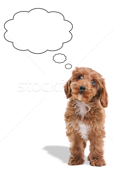 Stockfoto: Puppy · denken · bubbels · foto · nadenkend · ogen
