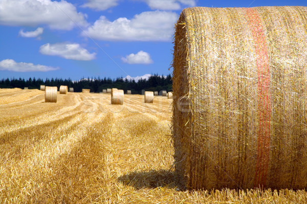 Hay bale close up Stock photo © RTimages