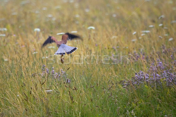 Buit gras veer vleugels weide Kite Stockfoto © RTimages