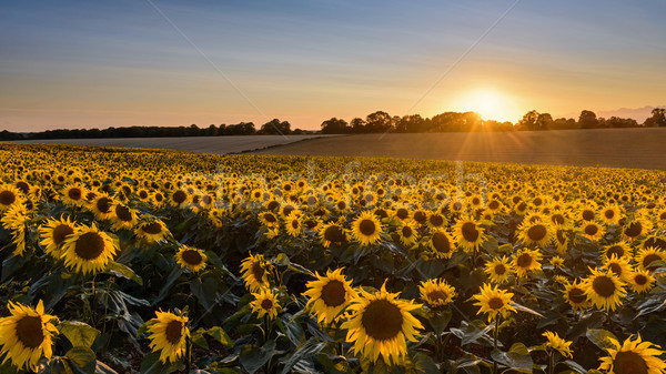 Sunflower sunset Stock photo © RTimages