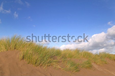 Sand Dunes Stock photo © RTimages