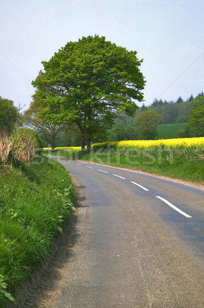 English country road Stock photo © RTimages
