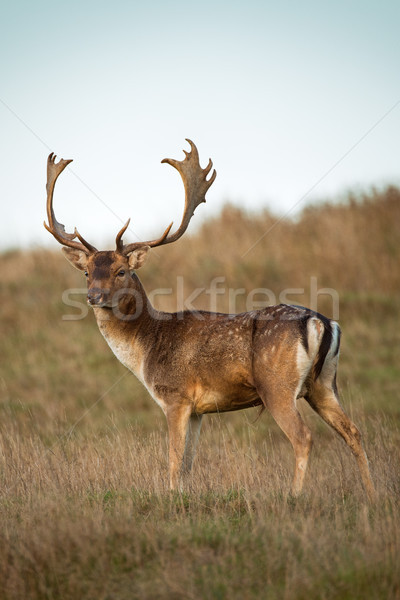 Buck Fallow deer with antlers on a grassy hillside. Stock photo © RTimages