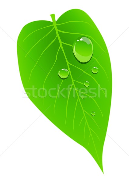 Roua frunze stoc vector apă artă Imagine de stoc © rudall30