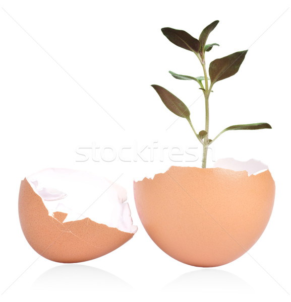 Stock fotó: Tojás · kagyló · növény · törött · fehér · húsvét
