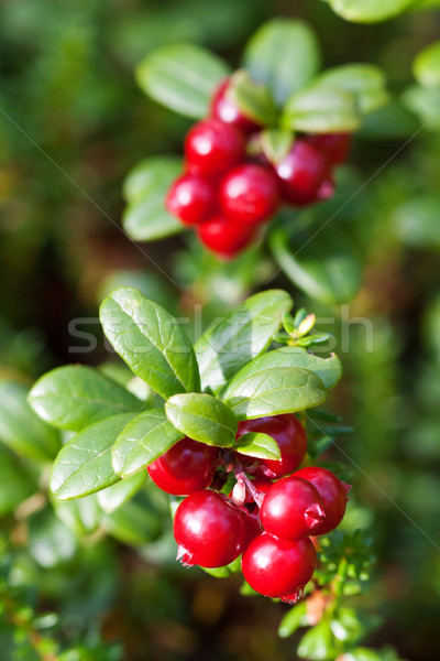 forest cranberries Bush of ripe berries. a few red berries Stock photo © RuslanOmega