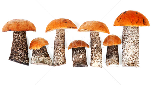 Stock photo: Timber fresh mushrooms