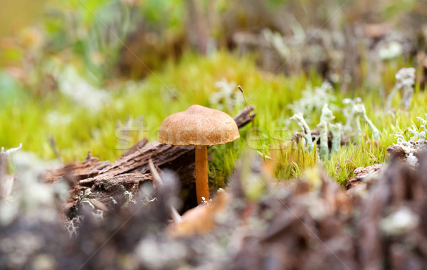 fungus growing in the forest, close-up Stock photo © RuslanOmega