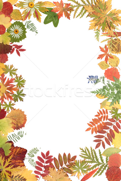 Frame from autumn sheet Stock photo © RuslanOmega