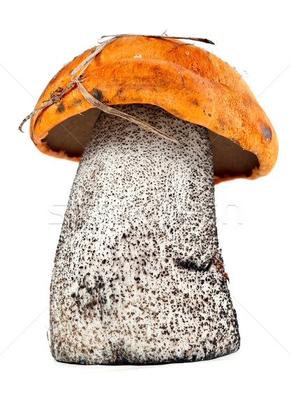 Stock foto: Steinpilzen · Pilze · isoliert · weiß · Essen · Herbst