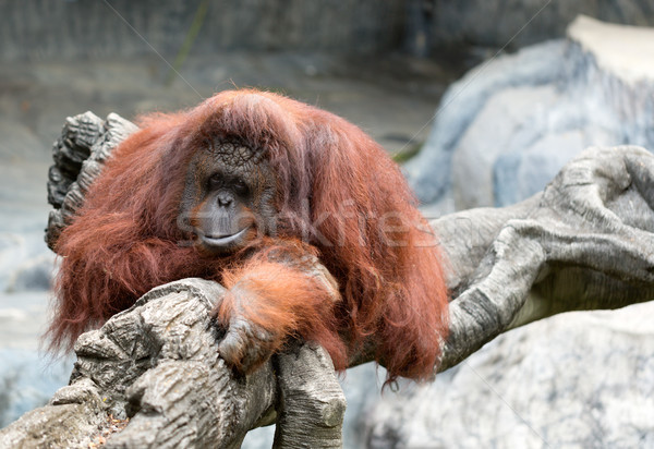 Stok fotoğraf: Orangutan · hayvanat · bahçesi · üzücü · doğa · dinlenmek · hayvanlar