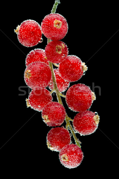 red currants on a black background Stock photo © RuslanOmega