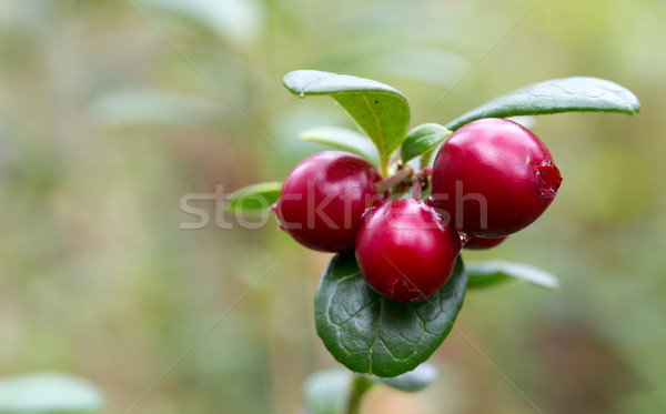 Berries cranberries in the woods on a green stalk Stock photo © RuslanOmega