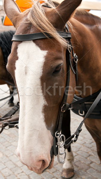 horse face Stock photo © RuslanOmega
