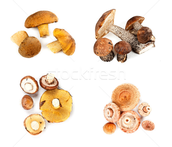 Different fungi decomposed into four piles Stock photo © RuslanOmega