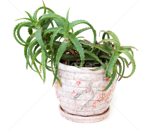 Flower aloe in clay pot Stock photo © RuslanOmega