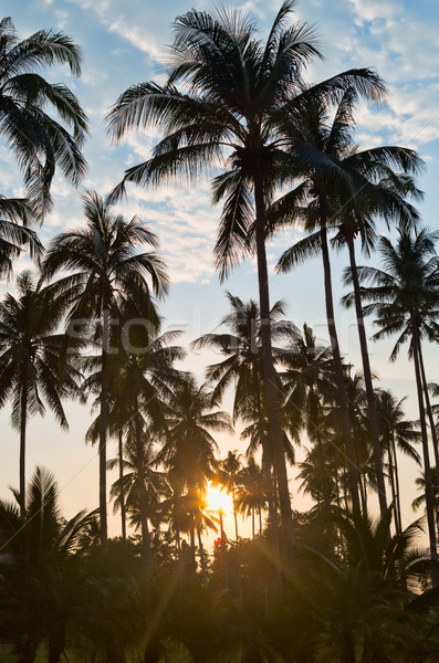 silhouettes of palm trees on sunset Stock photo © RuslanOmega