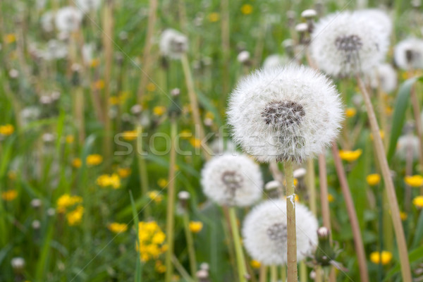 Dandelions have ripened Stock photo © RuslanOmega