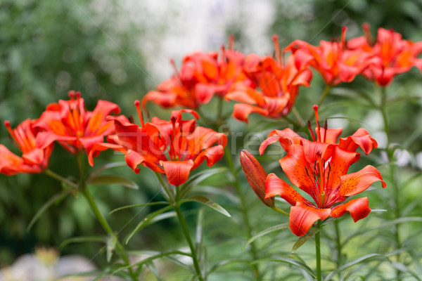 lovely red lily Stock photo © RuslanOmega