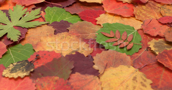 Autumn sheet background Stock photo © RuslanOmega
