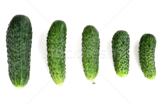 five ripe cucumber Stock photo © RuslanOmega