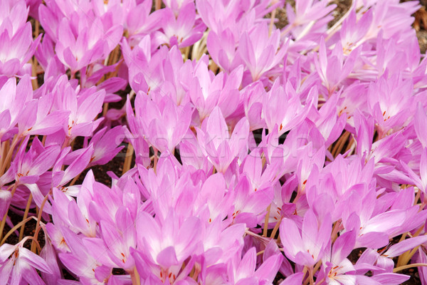 Сток-фото: фиолетовый · цвета · Крокус · природы · лист