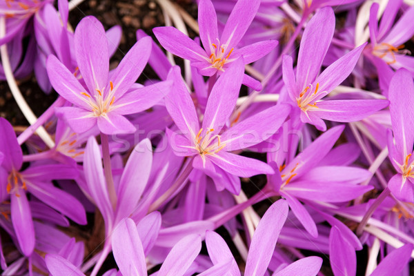 Stock photo: Flowerbed with violet colour crocus