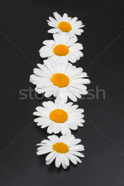 Flowers of the daisywheel inline Stock photo © RuslanOmega