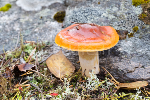 Brown mushroom on background stone Stock photo © RuslanOmega