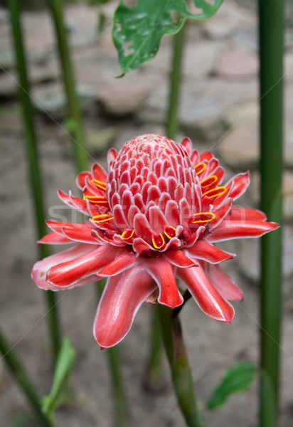 Red tropical flower Stock photo © RuslanOmega