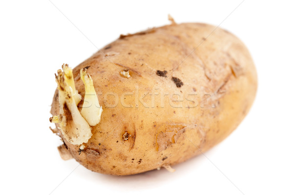 Batata isolado branco agricultura vegetal macro Foto stock © RuslanOmega