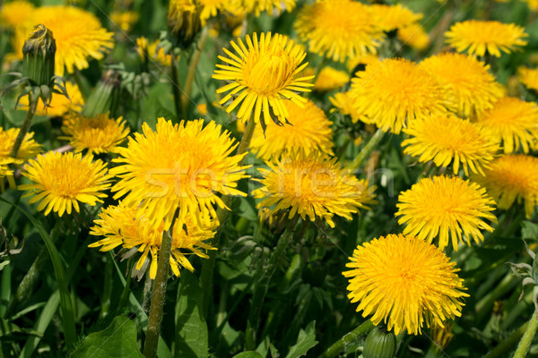 Yellow dandelions Stock photo © RuslanOmega