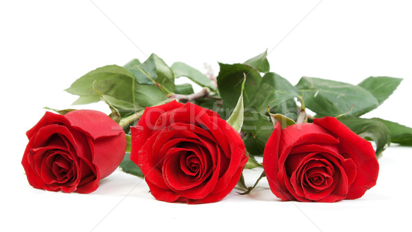 Three red roses Stock photo © RuslanOmega
