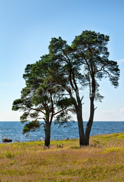 two trees on the shore of the lake Stock photo © RuslanOmega