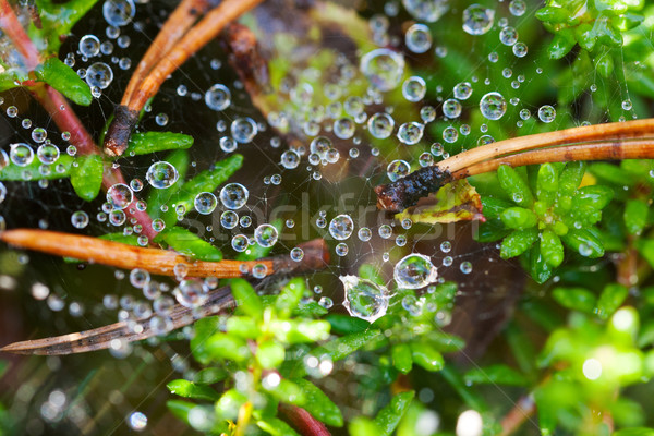 water drop on spider web Stock photo © RuslanOmega