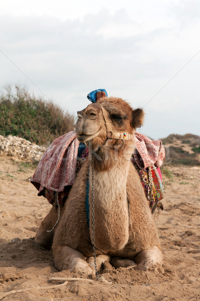 駱駝 鞍 沙 天空 性質 商業照片 © RuslanOmega