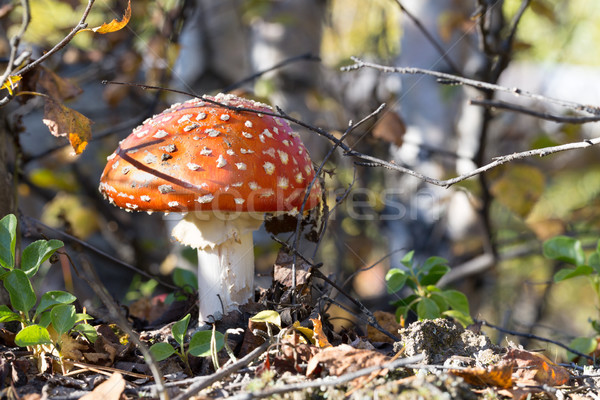 Stockfoto: Rood · champignon · vergiftige · paddestoel · bos · giftig · vliegen