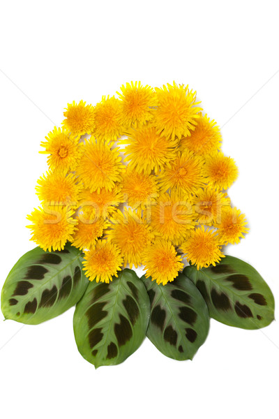 Yellow dandelions with green sheet Stock photo © RuslanOmega