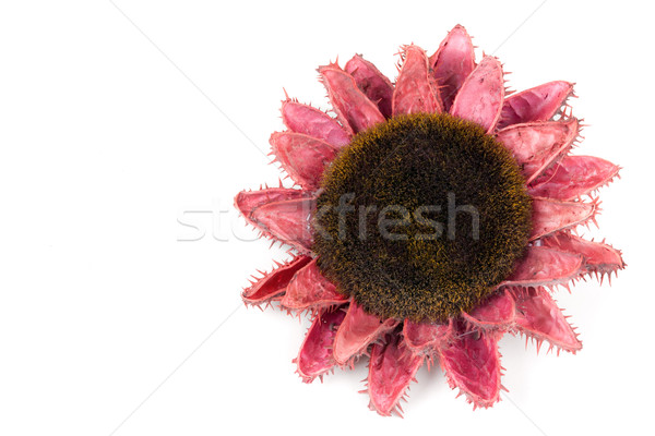 Dried flowers of sunflowers Stock photo © RuslanOmega