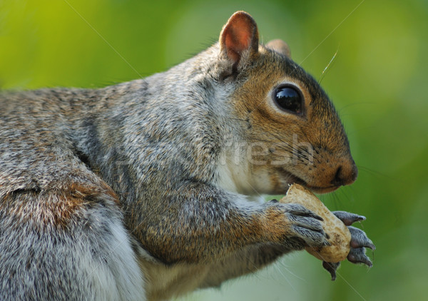 Stock photo: Squirrel